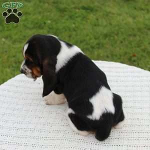 Bridget, Basset Hound Puppy